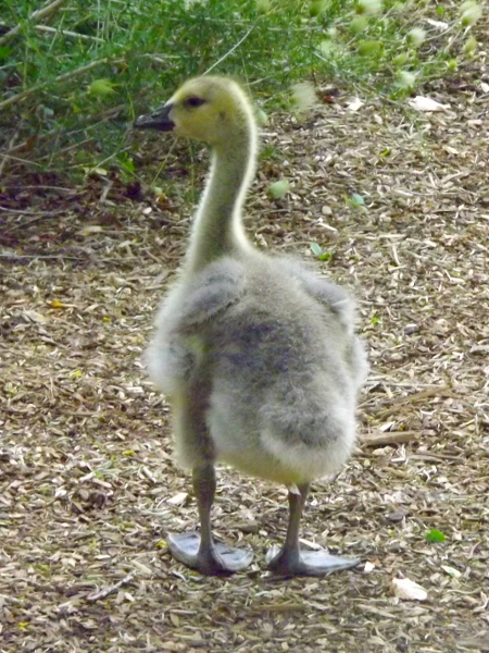 Canada Goose