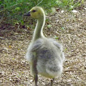 Canada Goose