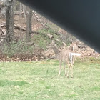 White tailed deer