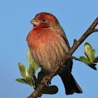 House finch (male)