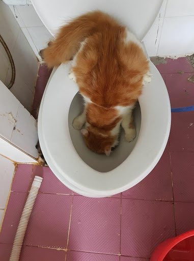 Em khát nước quá, uống kiểu này mới chất.