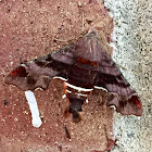 Nessus Sphinx Moth