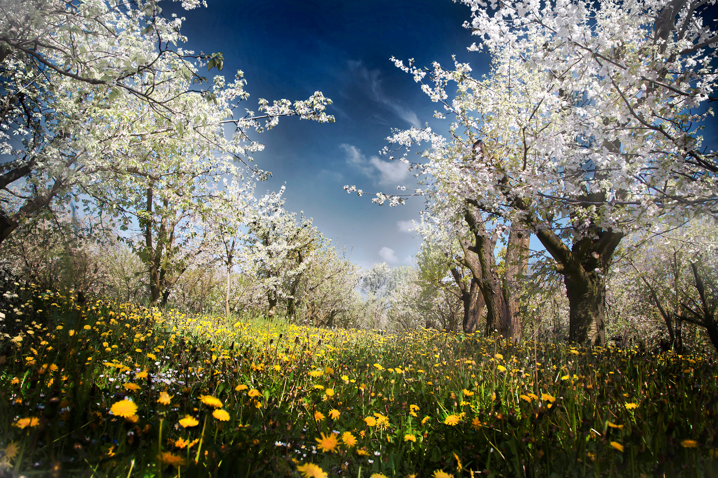 Tra i ciliegi in fiore di davide_giovanni_volpi