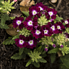 Tuscuny Burgundy Eye Verbena