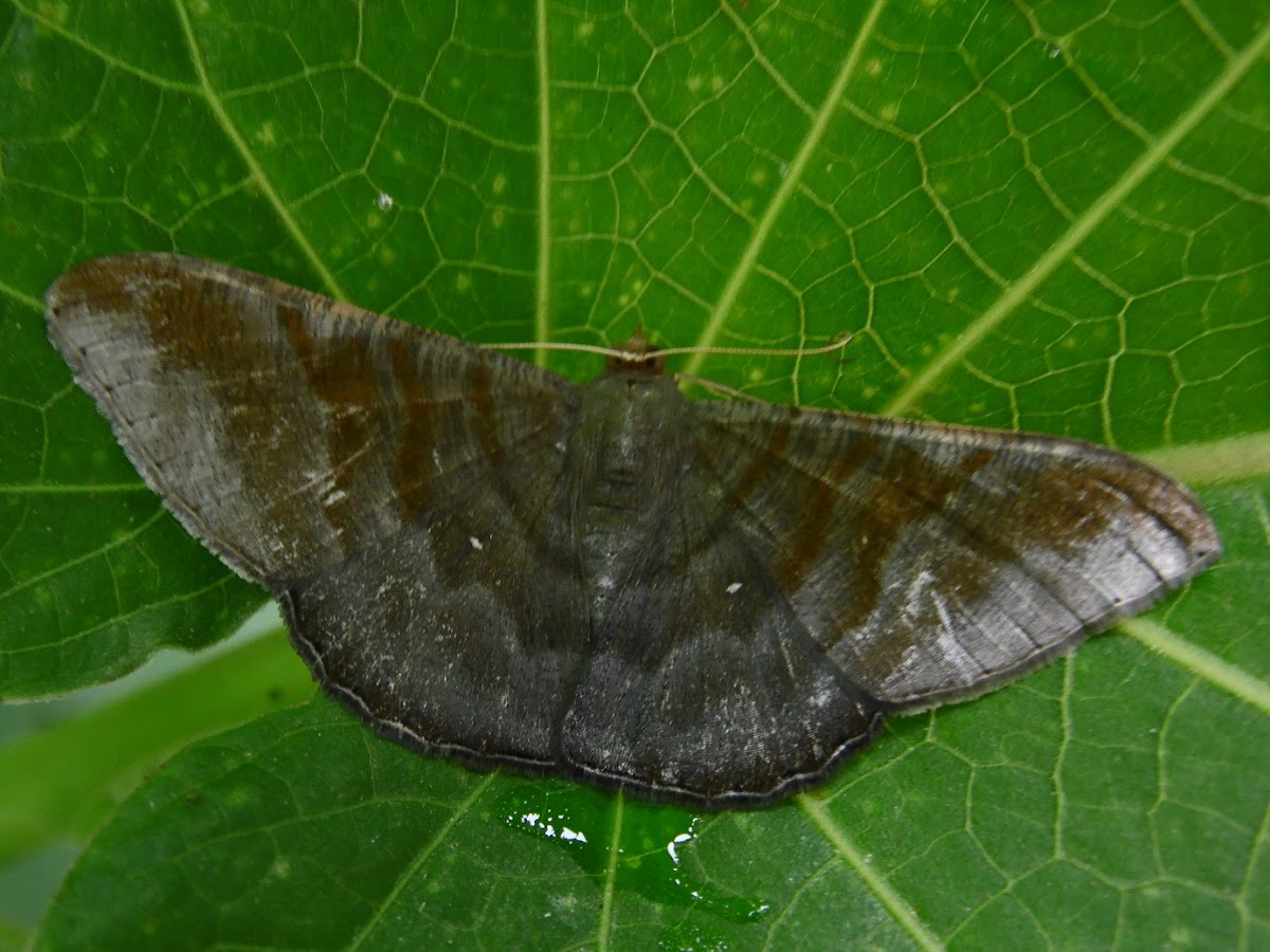 Female Sphacelodes vulneraria