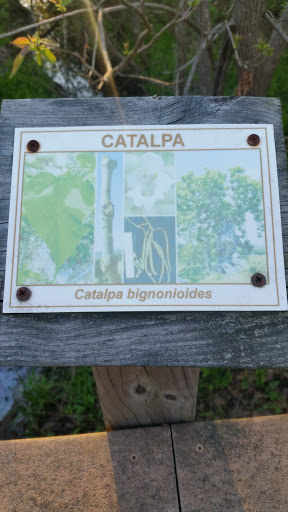 Catalpa