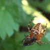 Garden Cross Spider