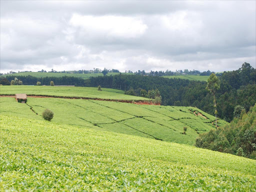 A tea farm in kiambu.Photo/FILE