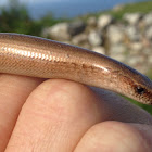 Slow worm