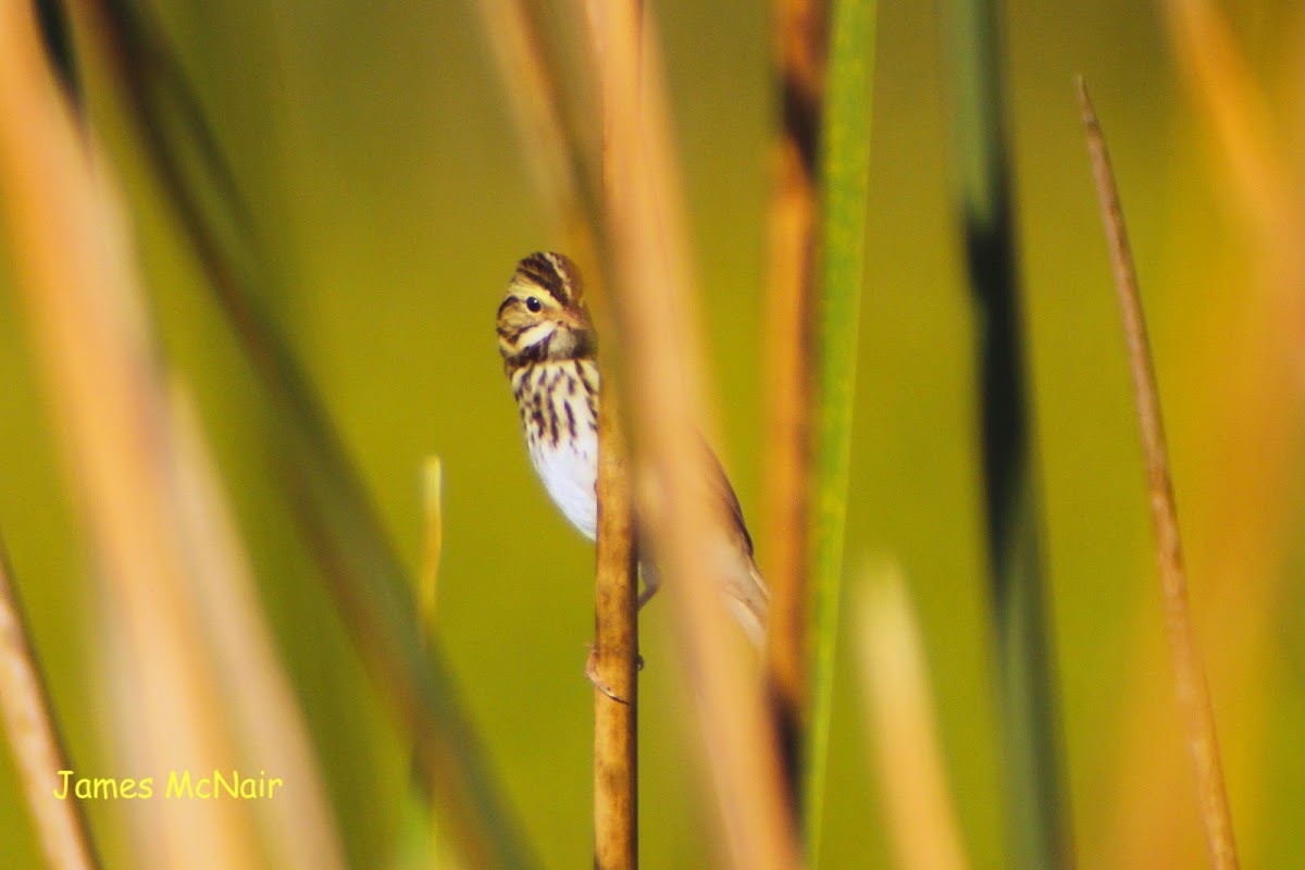 Savannah Sparrow