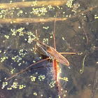 Waterscorpion