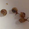 Unknown Spotting ( Four Snails )