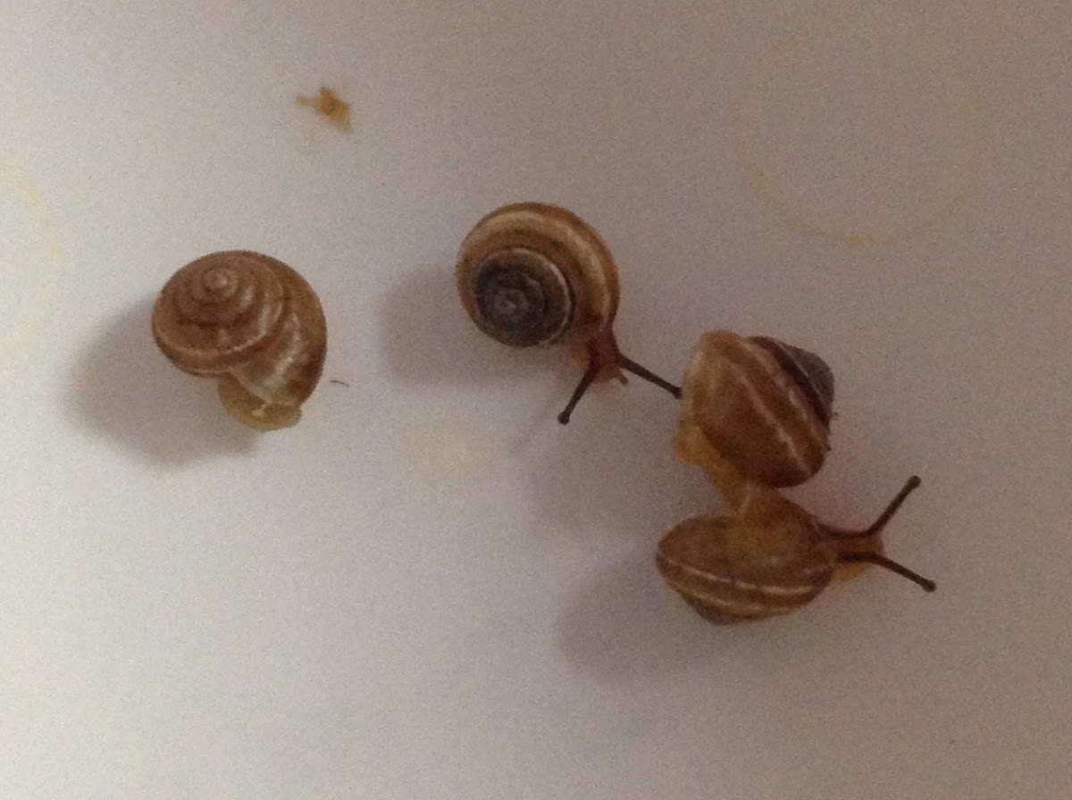 Unknown Spotting ( Four Snails )