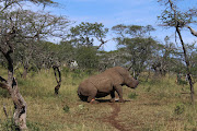 After the horn has been removed from the immobilised rhino‚ an antidote is injected to allow the animal to regain full consciousness and return to freedom.