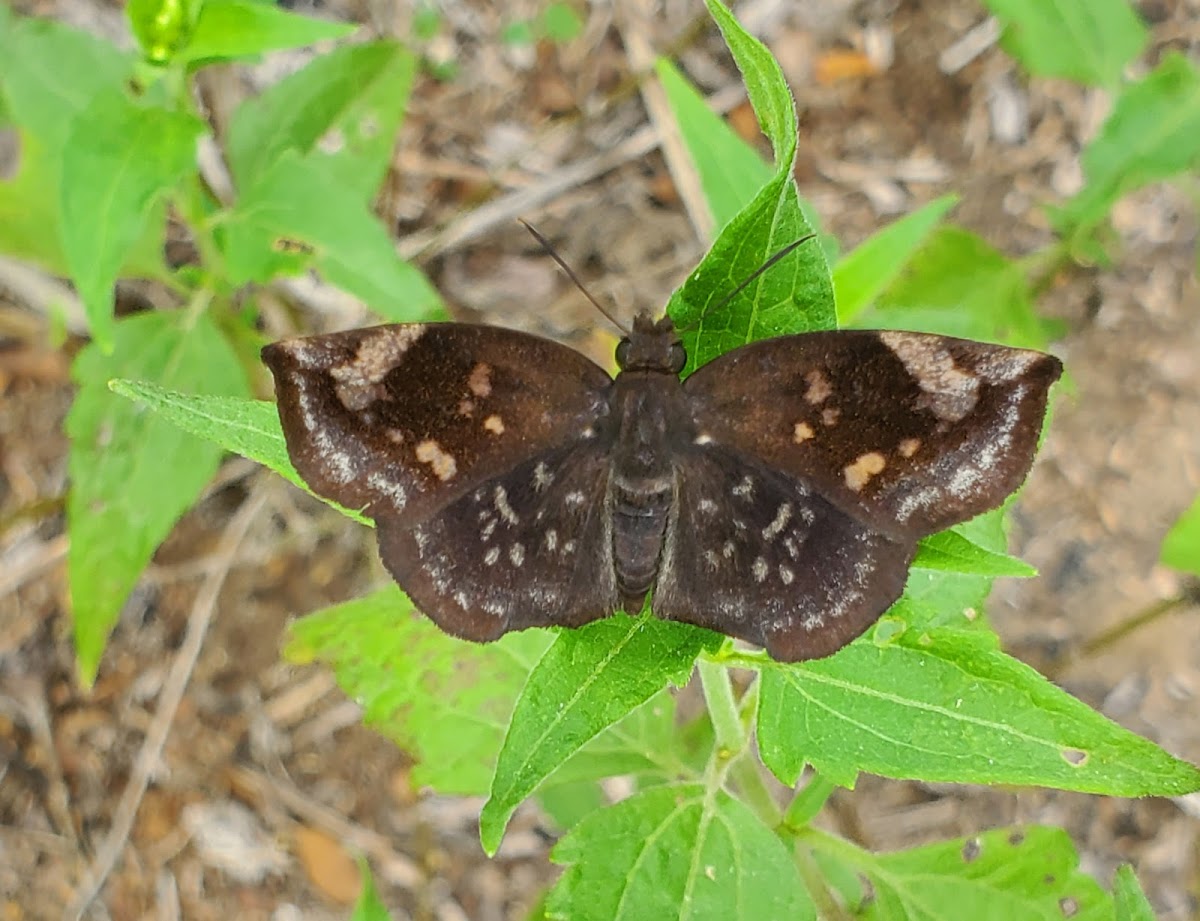 Sickle-winged Skipper