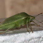 Southern Green Stink Bug