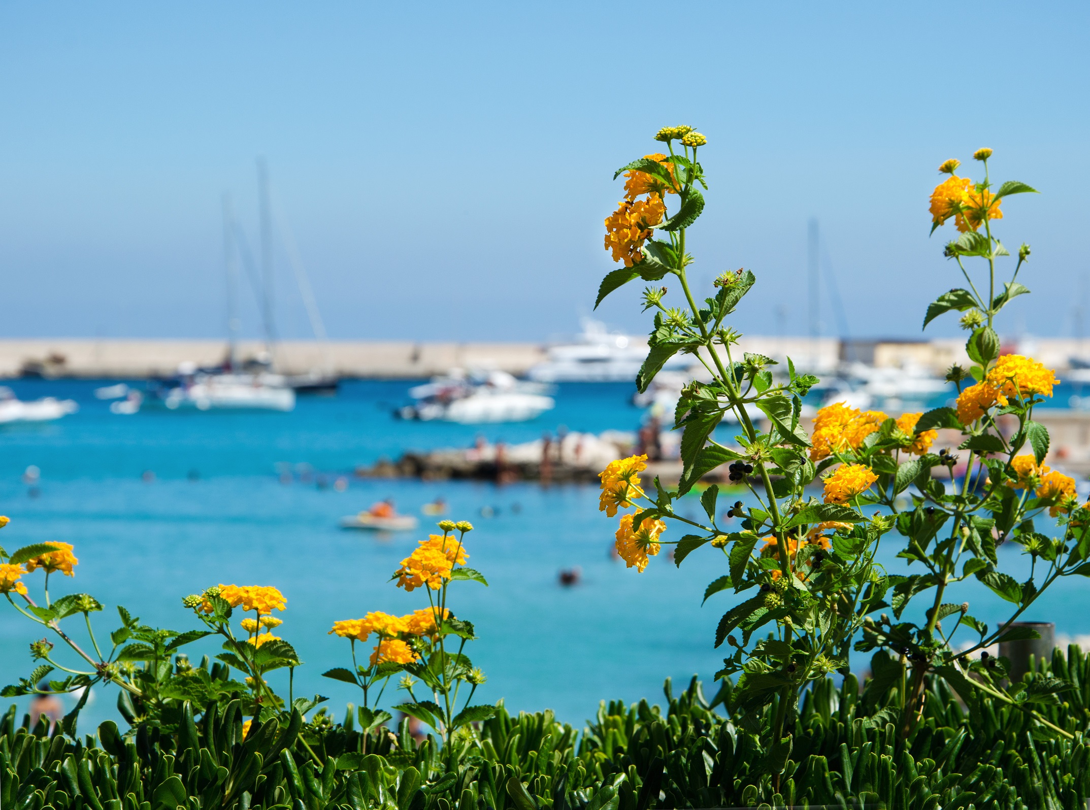 Fior di mare di Primula Vico