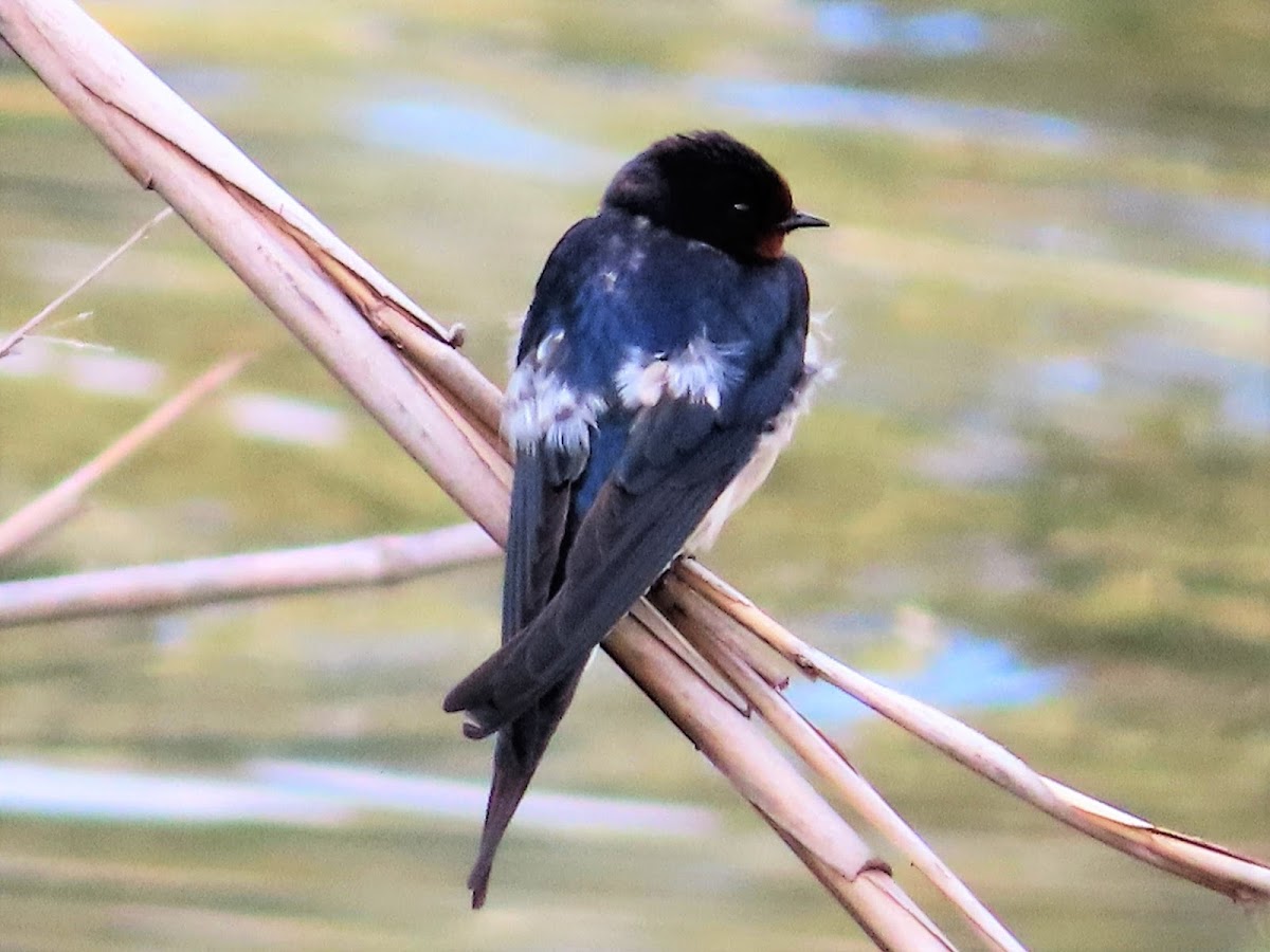 Barn swallow. Golondrina