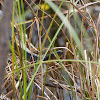 Florida Green Water Snake