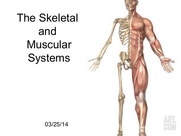 skeletal-and-muscular-system-1-638.jpg