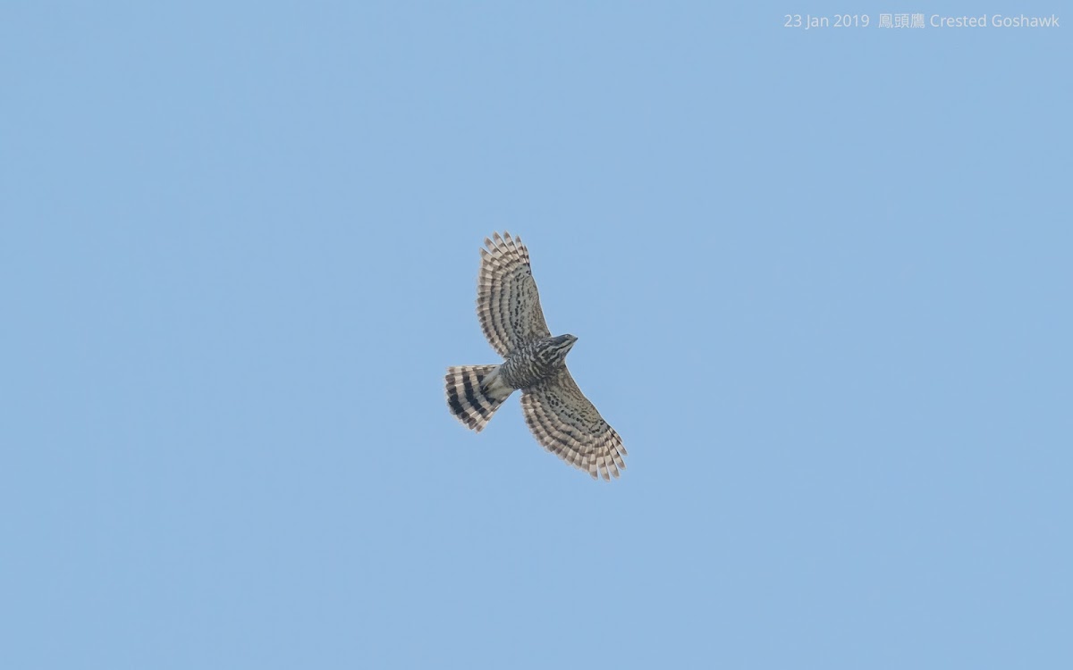 Crested Goshawk 鳯頭鷹