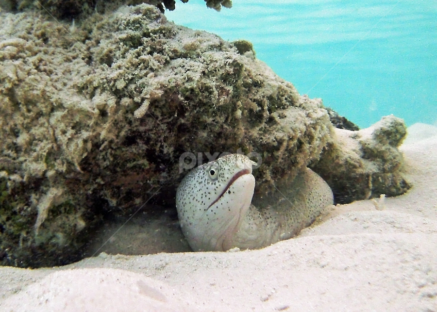 indian ocean animals