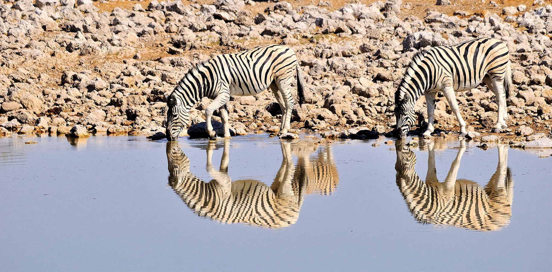 Zebre di vitomaso