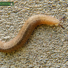 Keelback Slug