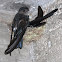 Glossy Swiftlet