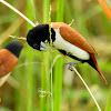 Tricoloured munia