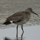 Willet