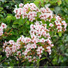 Bauhinia glauca 羊蹄甲藤