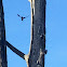 Acorn Woodpecker