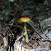 Shaggy bolete