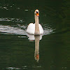 Mute Swan