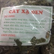 Cây Xạ Đen Hòa Bình Phơi Khô | Hỗ Trợ Điều Trị Ung Thư | Hàng Loại 1 | Túi 1Kg