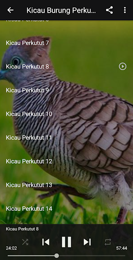 Kicau Suara Burung Perkutut MP3 Offline