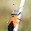 Seed Bug