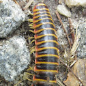 Flat-backed Millipede