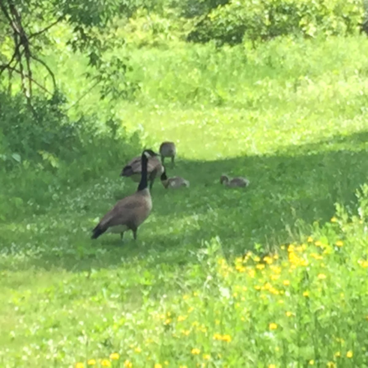 Canada Goose