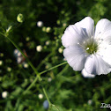 Flor Nube