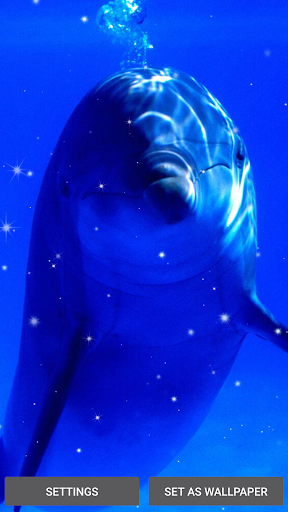 Dolphins Live Wallpaper