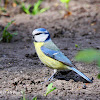 Blue Tit