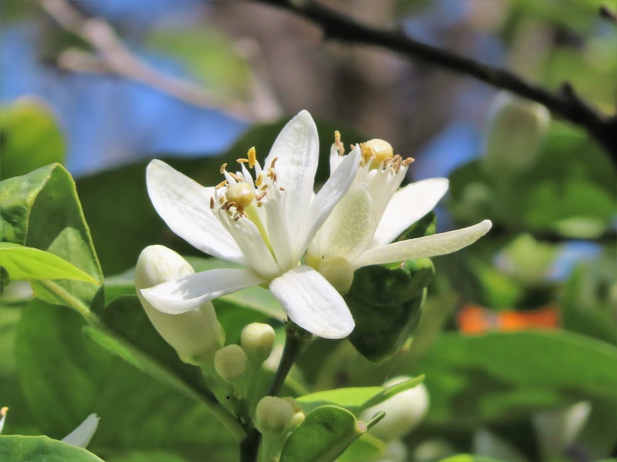 Orange blossom. Azahar