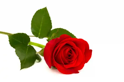 Single Red Rose