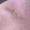 Newly Hatched Praying Mantis