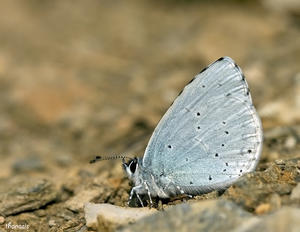 Holly Blue