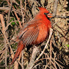 Northern cardinal