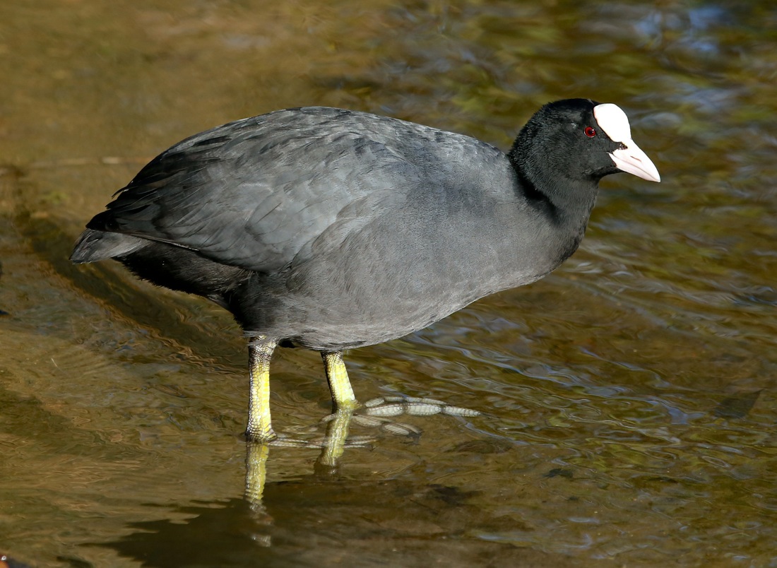 Eurasian Coot