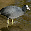 Eurasian Coot